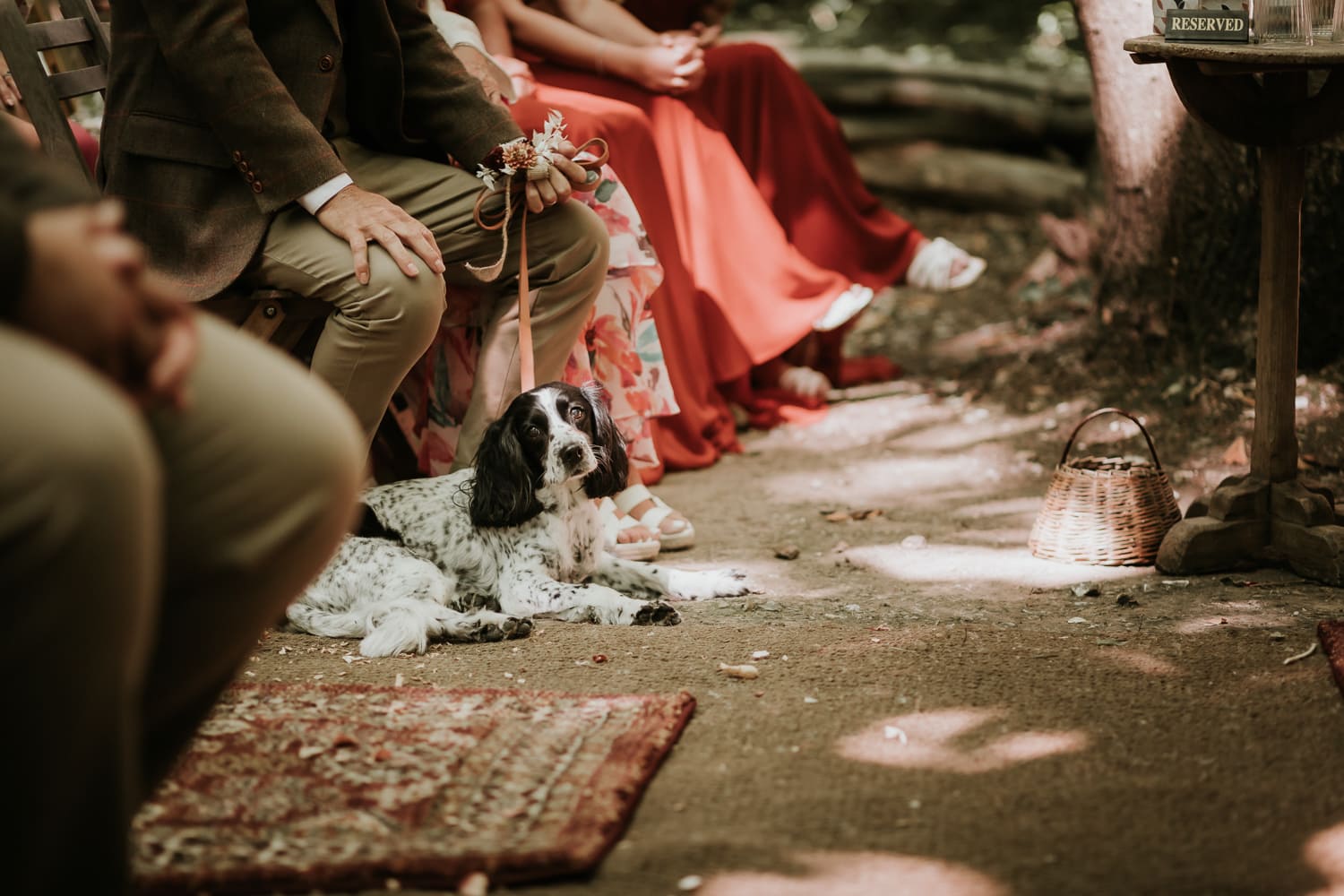 Dog watching the wedding ceremony whilst sat on the floor at The Dreys wedding venue